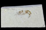 Cretaceous Fossil Shrimp - Lebanon #107669-1